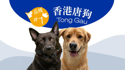 香港10大受歡迎的狗品種 - 香港唐狗