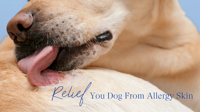 Relief you pet from allergy skin