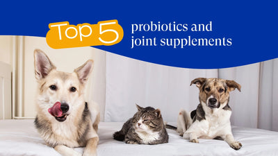 Top 5 Probiotics and Joint Supplements for Cats and Dogs