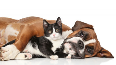 Kidney disease in dogs and cats【Part 1】