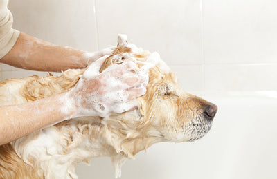 How often should you be grooming your pet?