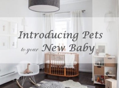 Introducing Pets to Your New Baby