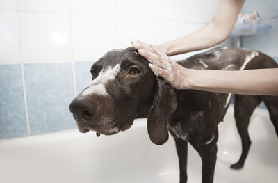 The Best Way To Give Your Puppy a Bath In 7 Easy Steps