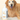 HYPONIC Breed Shampoo (For Retriever)