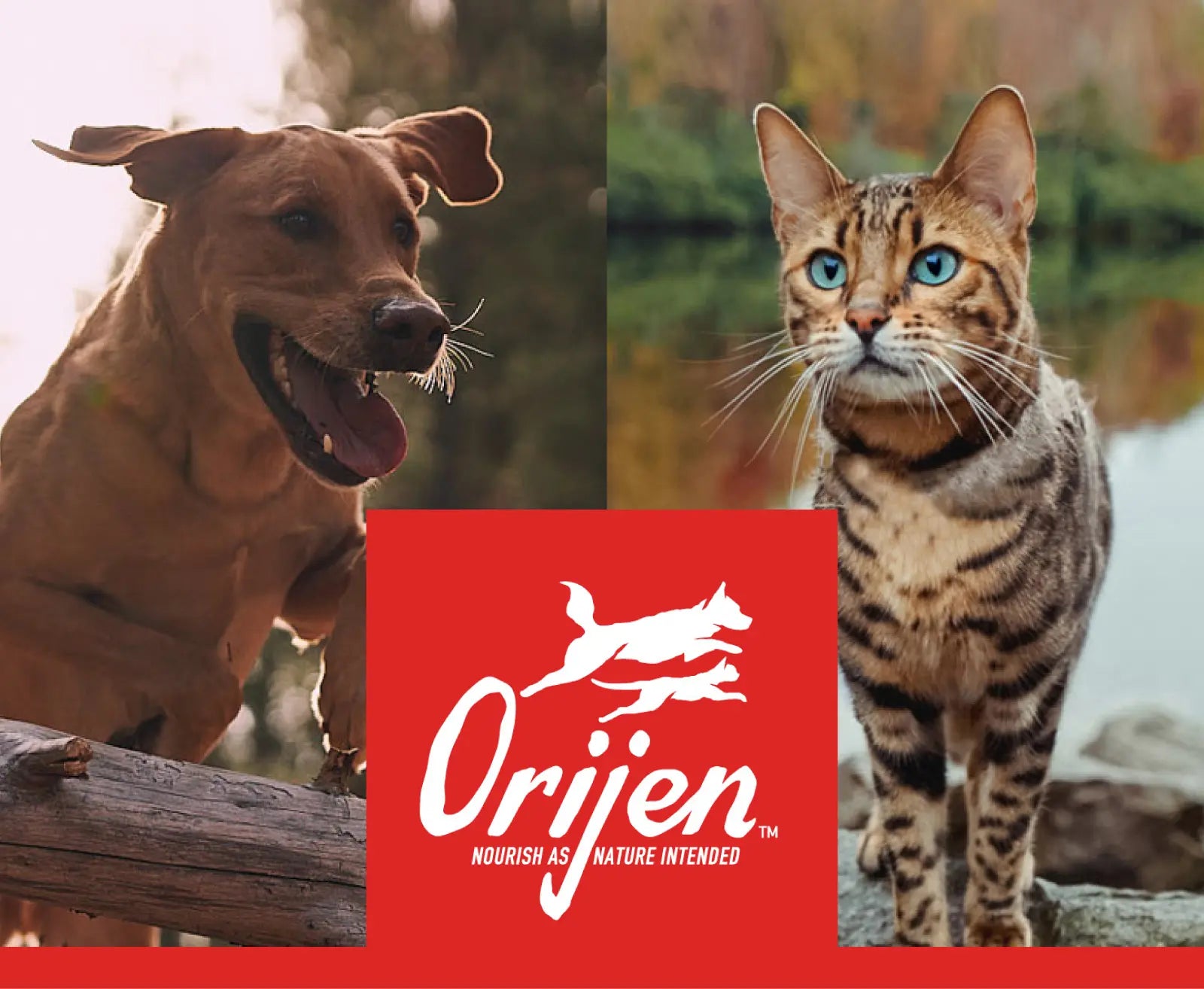 Orijen – Infopet Reñaca Compra Online