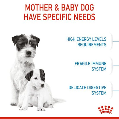 Royal Canin - Mini Starter Mother & Babydog Dry Food