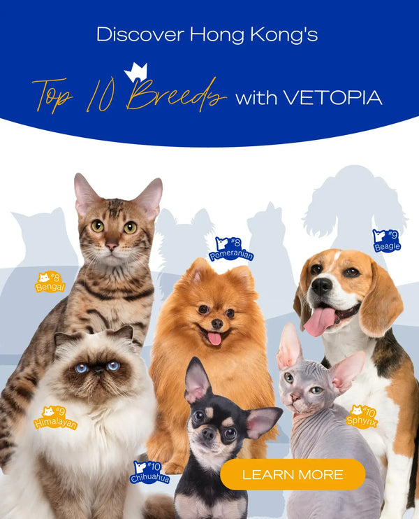 Pet medical shop supplies online