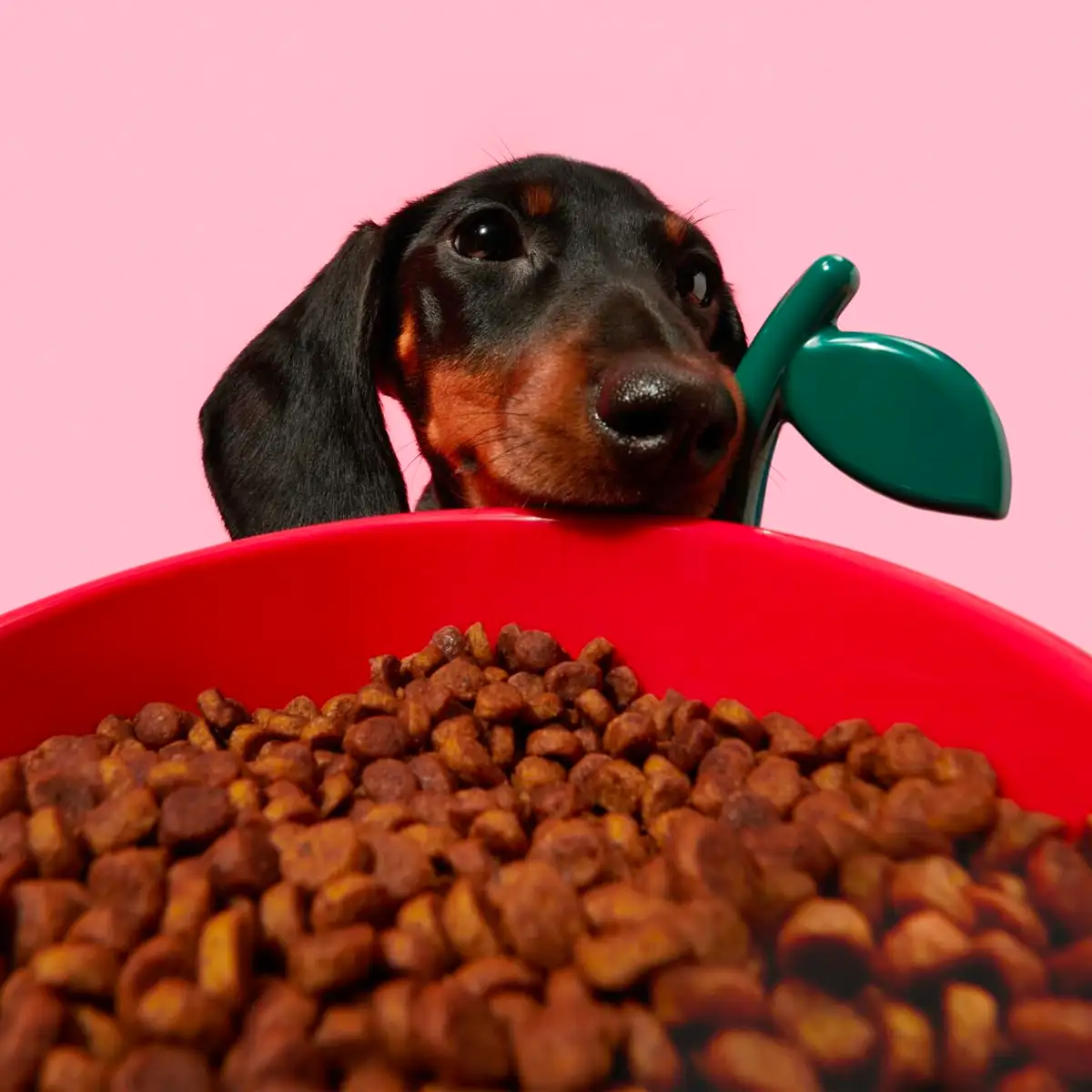 Vetreska - Juicy Cherry Pet Bowl, Spoon & Mat Set