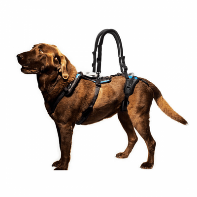 Dog Support Walking Accessories