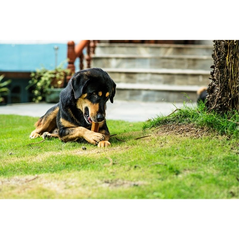 Animalkind Dog Treats - Himalayan Natural Yak Chews