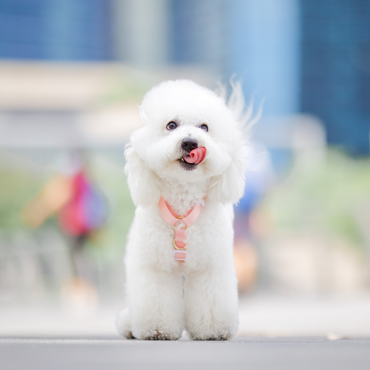Gentle Pup - Dog Maxi Harness - Camelia