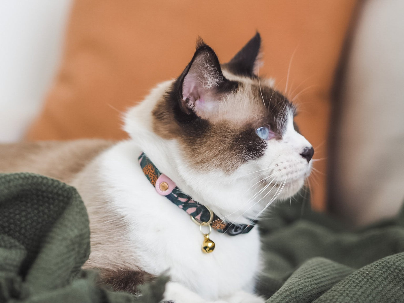 Gentle Pup - Cat Collar - Coco Congo