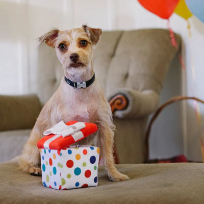 P.L.A.Y. | Party Time - Pawfert Present Plush Dog Toy | Vetopia