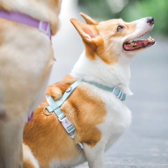 Gentle Pup - Dog Maxi Harness - Pistachio