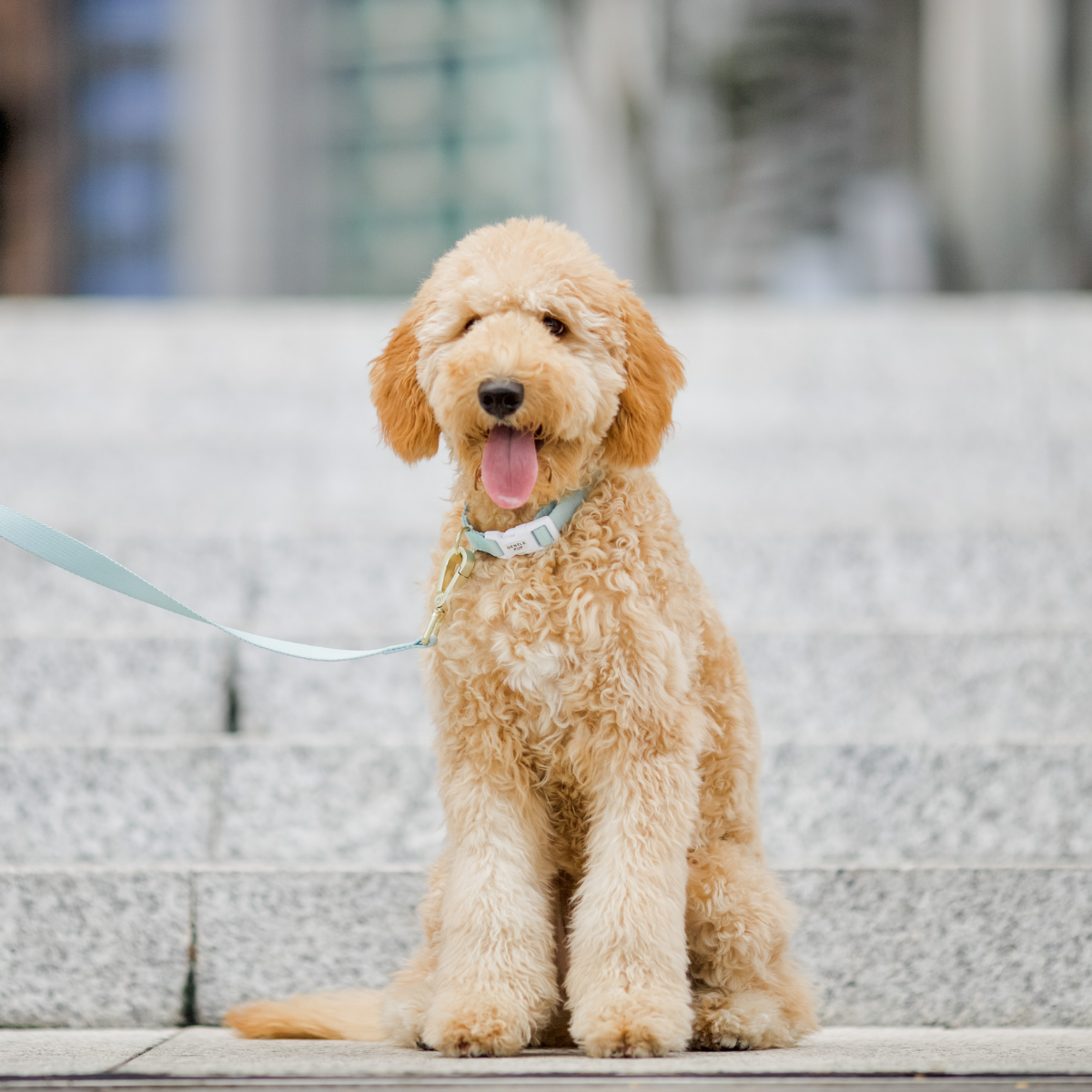 Gentle Pup - Dog Collar - Pistachio