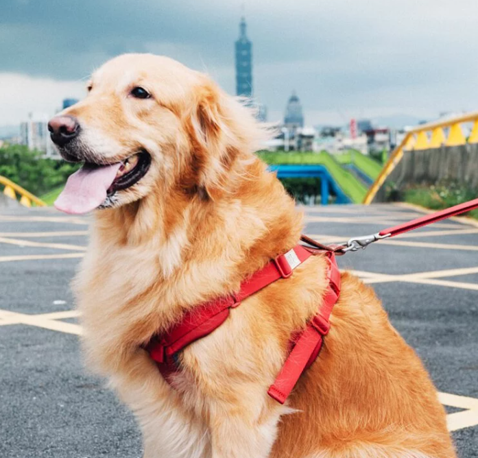 SPUTNIK - Harness - Red