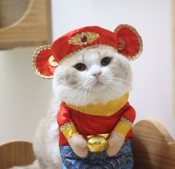 Chinese lucky best sale cat costume