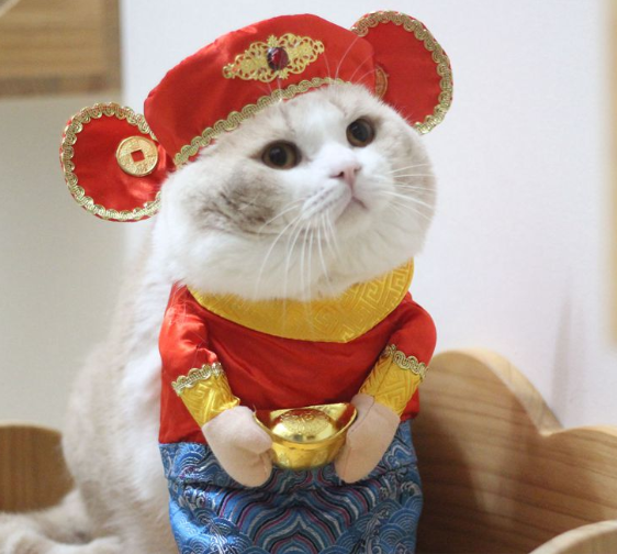 Chinese cat discount god