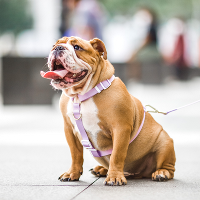 Gentle Pup - Dog Maxi Harness - Taro