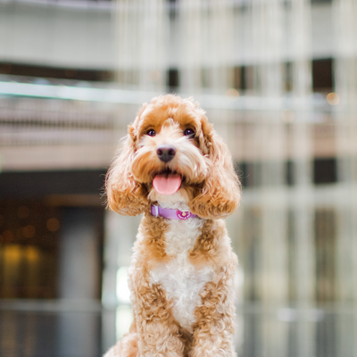 Gentle Pup - Dog Collar - Taro