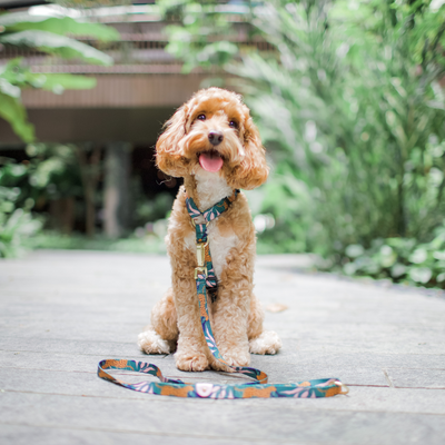 Gentle Pup - Dog Maxi Harness - Coco Congo