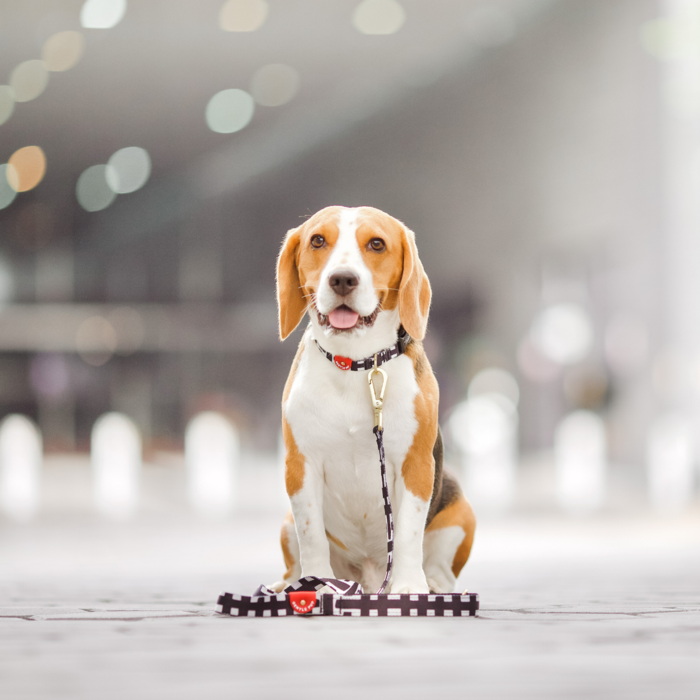 Gentle Pup - Dog Leash - Lucky Lotto