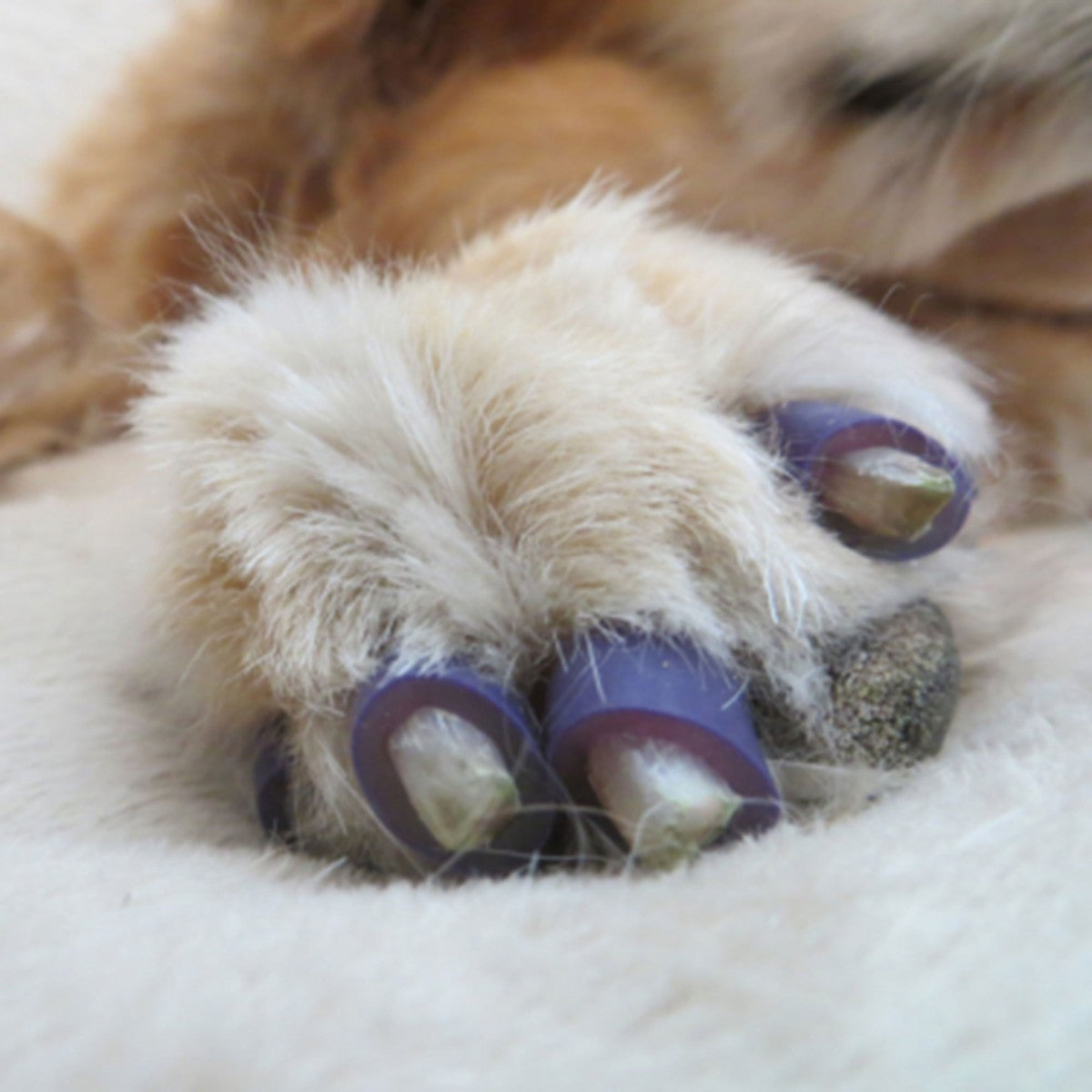 Buzby's ToeGrips – Vetopia Online Store